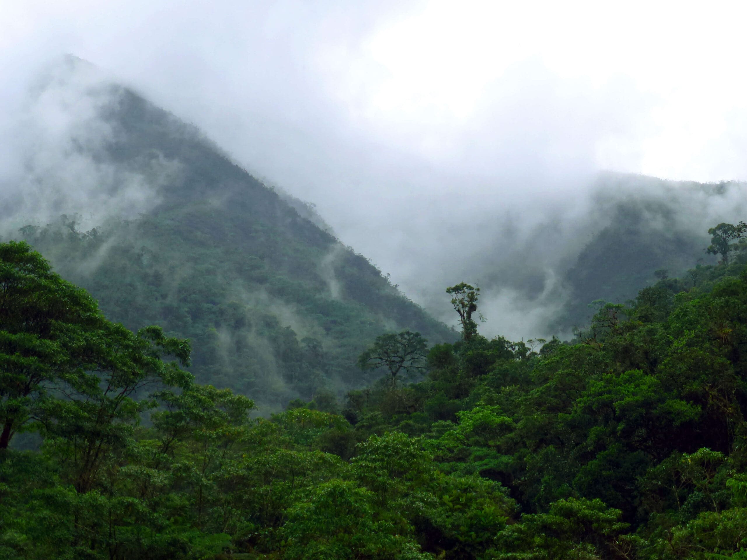 Forests, People, Climate